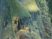 49_parallel_2009-08-07_262