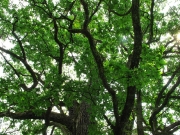 49_parallel_2009-08-11_064