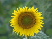 nature_001